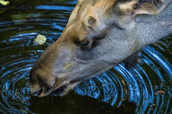 stock image European Moose, Alces alces, also known as the elk. Wild life animal.