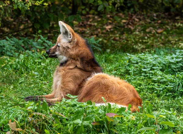 Der Mähnenwolf Chrysocyon Brachyurus Ist Der Größte Hund Südamerikas Dieses — Stockfoto