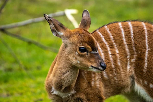 Tragelaphus Angasii 아프리카 남부에 서식하는 나선형 영양이다 보비와 Bovidae Nyala — 스톡 사진