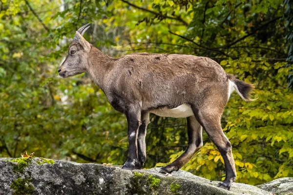 Самцы Горного Ibex Capra Ibex Zoo — стоковое фото