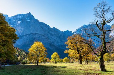 Ahornboden 'daki akçaağaç ağaçlarının sonbahar manzarası, Karwendel dağları, Tyrol, Avusturya