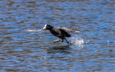 Avrasyalı ördek, Fulica atra suda koşarak birbirlerini kovalıyorlar. Avustralya ördeği olarak da bilinir, Rallidae familyasının bir üyesidir..