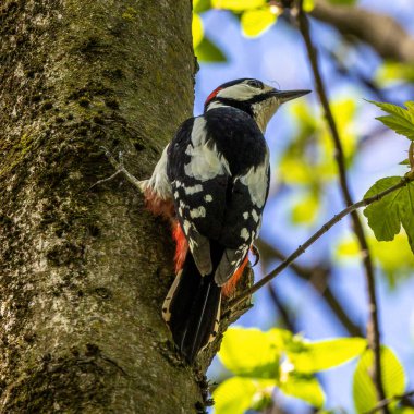 Büyük Benekli Ağaçkakan, Dendrocopos Major ormanın bir yerindeki ağacın dalında, renkli bir arka plan ve hoş yumuşak bir ışık altında oturuyor.