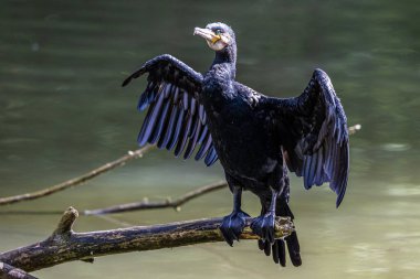 Kuzey yarımküre boyunca büyük siyah karabatak olarak bilinen büyük karabatak, Avustralya 'daki siyah karabatak ve Yeni Zelanda' nın daha güneyindeki siyah karabatak