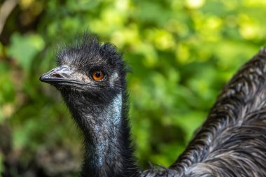 Dromaius novaehollandiae, devekuşunun ratit akrabası olan devekuşundan sonra yaşayan en büyük ikinci kuş türüdür. Avustralya 'ya özgüdür.
