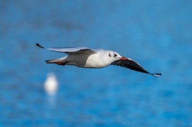 Larus Argentatus, Avrupa 'nın batısındaki tüm martılar arasında en çok bilinen martılardan biri olan büyük bir martıdır. Burada havada uçuyor..