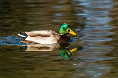 Yaban ördeği, Anas Platyrhynchos bir amatör ördektir. Burada bir gölde yüzüyorum.