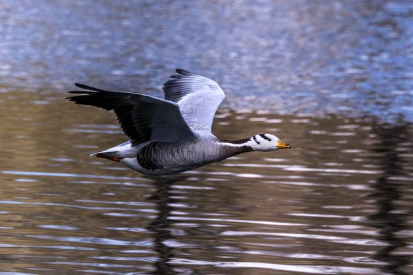 Bar Headed Goose Flying Lake Munich Anser Indicus Breeds Central — Stock Photo, Image