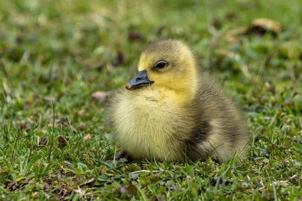 春に美しい黄色のふわふわした灰色のガチョウの赤ちゃんの終わり アンサー答えは水鳥の家族の中で大きなガチョウの種です Anatidae — ストック写真