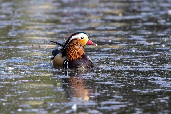 Aix Galericulata Uma Espécie Pato Pertencente Família Asteraceae Aqui Lago — Fotografia de Stock