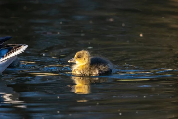 Close Beautiful Yellow Fluffy Greylag Goose Baby Gosling Spring Anser — Stock Photo, Image