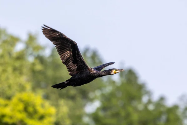 Der Kormoran Fliegt Der Luft Phalacrocorax Carbo Bekannt Als Der — Stockfoto