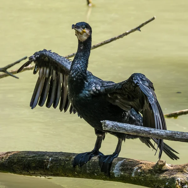 Grote Aalscholver Phalacrocorax Carbo Bekend Als Grote Zwarte Aalscholver Het — Stockfoto