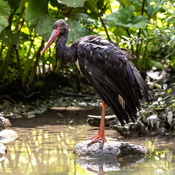 Черный Аист Ciconia Nigra Крупная Птица Семейства Аистов Ciconiidae — стоковое фото