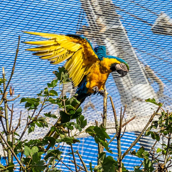 노란색의 마카우 Blue Yellow Macaw 황금색의 마카우 Ara Ararauna 대부분 — 스톡 사진