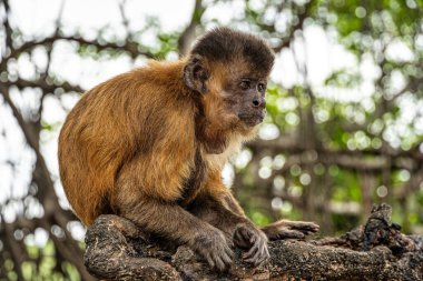 Vassouras, Barreirinhas, Brezilya Maranhao 'daki süpürge köyündeki küçük maymunlar.