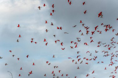 Büyük kızıl aynalı ayılar evlerine, uyudukları yere, yani Revoada dos guaras 'a uçuyorlar. Bu da Brezilya' daki Parnaiba Nehri Deltası 'nda her gün meydana gelen bir fenomen.