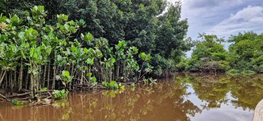 Igarape do Urubu Nehri, Delta das Canarias, Ilha das Canarias, Brezilya 'da tekne gezisi. Amazon yağmur ormanları. Güney Amerika