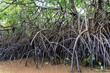 Igarape do Urubu Nehri, Delta das Canarias, Ilha das Canarias, Brezilya 'da tekne gezisi. Amazon yağmur ormanları. Güney Amerika