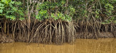 Igarape do Urubu Nehri, Delta das Canarias, Ilha das Canarias, Brezilya 'da tekne gezisi. Amazon yağmur ormanları. Güney Amerika