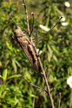 Kahverengi bir plaj çekirgesi, Algarve, Portekiz 'deki Vale Fuzeiros' taki Arkeoloji Pisti 'nde Aiolopus yayılıyor. Bu Acrididae çekirgesinin kısa bacaklı çekirgesi.