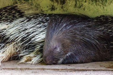 Hint armalı kirpi (