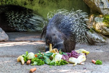Hint armalı kirpi (