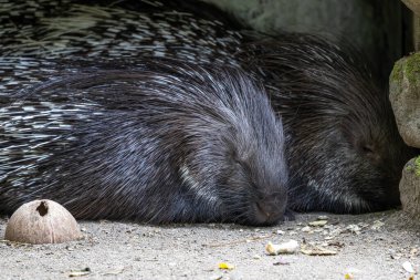 Hint armalı kirpi (
