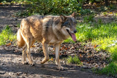 Kurt, gri kurt ya da kereste kurdu olarak da bilinen, Avrasya ve Kuzey Amerika 'nın vahşi ve uzak bölgelerinde yaşayan bir köpek türüdür..