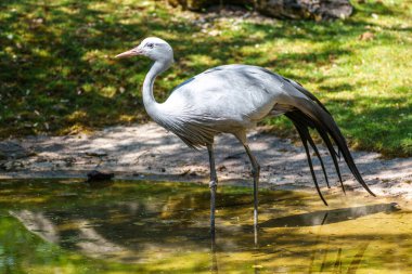 Grus paradisea, Güney Afrika 'ya özgü nesli tükenmekte olan bir kuş türü. Güney Afrika 'nın ulusal kuşudur.