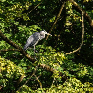 Gri balıkçıl, Ardea cinerea, büyük gri bir kuş ağaçta bir dalda oturuyor ve etrafa bakıyor, tüylü tüyler, büyük gagalı, başının arkasında uzun tüyler, vahşi doğadan bir sahne.
