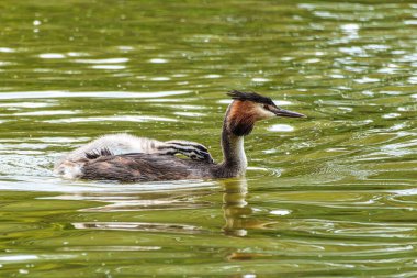 Great Crested Grebe ailesi, güzel turuncu renklere sahip Podiceps kristali, kırmızı gözlü bir su kuşu. Eski Dünya 'da bulunan en büyük aile üyesidir..