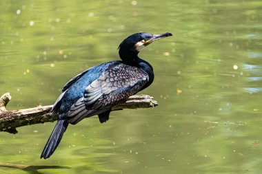 Kuzey yarımküre boyunca büyük siyah karabatak olarak bilinen büyük karabatak, Avustralya 'daki siyah karabatak ve Yeni Zelanda' nın daha güneyindeki siyah karabatak