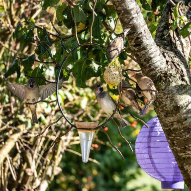 Tüylü ev kuşu, Passer domesticus kuş yemi içeren kuş yemliğinin üzerine tünemiş..