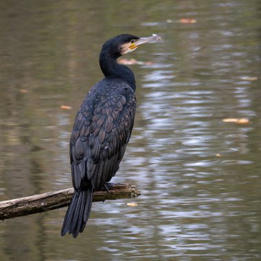 Kuzey yarımküre boyunca büyük siyah karabatak olarak bilinen büyük karabatak, Avustralya 'daki siyah karabatak ve Yeni Zelanda' nın daha güneyindeki siyah karabatak