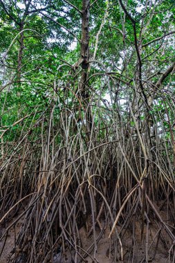 Igarape do Urubu Nehri, Delta das Canarias, Ilha das Canarias, Brezilya 'da tekne gezisi. Amazon yağmur ormanları. Güney Amerika