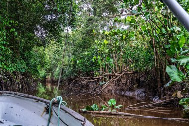 Igarape do Urubu Nehri, Delta das Canarias, Ilha das Canarias, Brezilya 'da tekne gezisi. Amazon yağmur ormanları. Güney Amerika