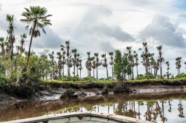 Igarape do Urubu Nehri, Delta das Canarias, Ilha das Canarias, Brezilya 'da tekne gezisi. Amazon yağmur ormanları. Güney Amerika