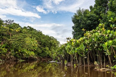 Igarape do Urubu Nehri, Delta das Canarias, Ilha das Canarias, Brezilya 'da tekne gezisi. Amazon yağmur ormanları. Güney Amerika