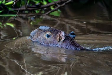 Capybara, Hydrochoerus hydrochaeris at the Igarape do Urubu River, Delta das Canarias, Ilha das Canarias, Brazil. Amazon yağmur ormanları. Güney Amerika