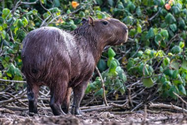 Capybara, Hydrochoerus hydrochaeris at the Igarape do Urubu River, Delta das Canarias, Ilha das Canarias, Brazil. Amazon yağmur ormanları. Güney Amerika