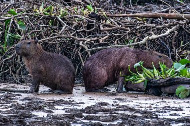 Capybara, Hydrochoerus hydrochaeris at the Igarape do Urubu River, Delta das Canarias, Ilha das Canarias, Brazil. Amazon yağmur ormanları. Güney Amerika