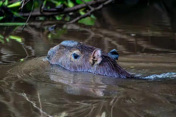 Capybara, Hydrochoerus hydrochaeris at the Igarape do Urubu River, Delta das Canarias, Ilha das Canarias, Brazil. Amazon yağmur ormanları. Güney Amerika
