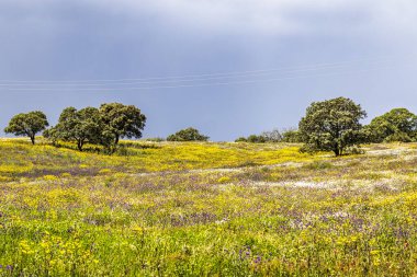 Mertola, Portekiz, Alentejo yakınlarındaki doğal do Vale do Guadiana 'da yabani çayırları, nehirleri ve şelaleleri olan güzel bir manzara.