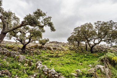 Portekiz 'deki Portalegre' de yürüyüş rotası. Percurso Pedestre de Galegos