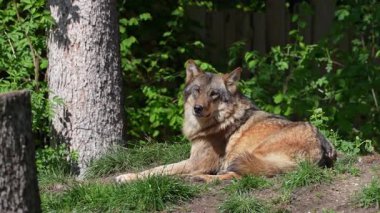 Kurt, gri kurt ya da kereste kurdu olarak da bilinen, Avrasya ve Kuzey Amerika 'nın vahşi ve uzak bölgelerinde yaşayan bir köpek türüdür..