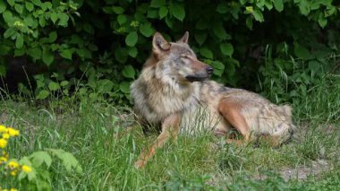 Kurt, gri kurt ya da kereste kurdu olarak da bilinen, Avrasya ve Kuzey Amerika 'nın vahşi ve uzak bölgelerinde yaşayan bir köpek türüdür..
