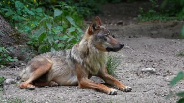 Kurt, gri kurt ya da kereste kurdu olarak da bilinen, Avrasya ve Kuzey Amerika 'nın vahşi ve uzak bölgelerinde yaşayan bir köpek türüdür..