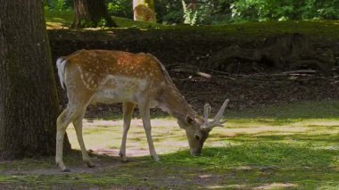 Fallow deer, Dama mezopotamya, Cervidae familyasından bir memeli türü..