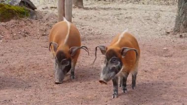 Kızıl nehir domuzu, Potamochoerus porcus, ayrıca çalı domuzu olarak da bilinir. Bu domuzun yer altında yiyecek bulmak için keskin bir koku alma duyusu var..